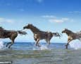 The horses